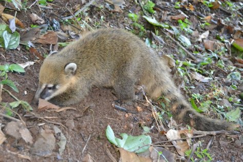 DSC_0715 (FILEminimizer)