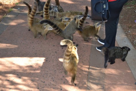 DSC_0835 (FILEminimizer)