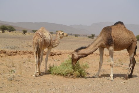 _DSC1159 (FILEminimizer)