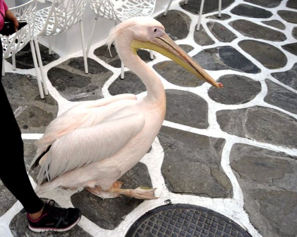 _DSC0883 (FILEminimizer)