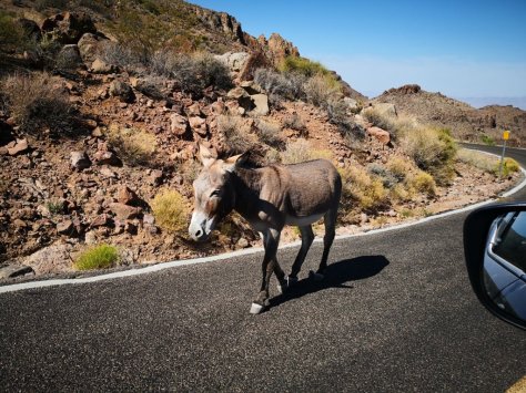 IMG_20180519_091325 (FILEminimizer)