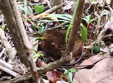 IMG_20190316_154724 (FILEminimizer)